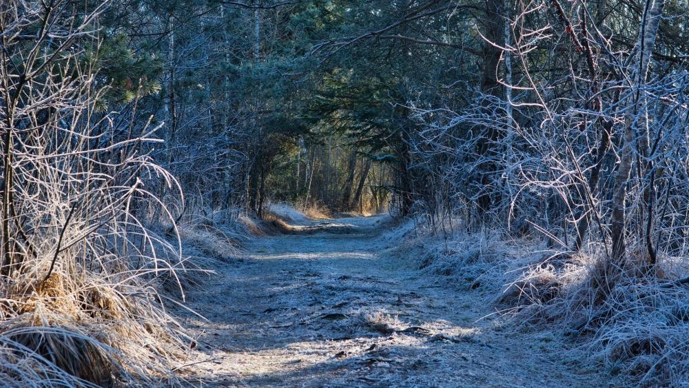 Serene Frosty Pathway Through the Woods wallpaper