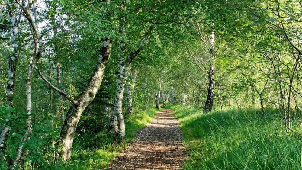 Serene Forest Path Surrounded by Lush Greenery wallpaper