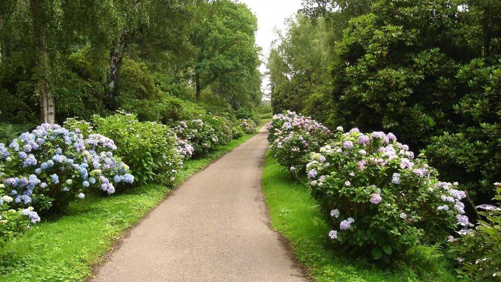Blossoming Pathway Through Lush Gardens wallpaper