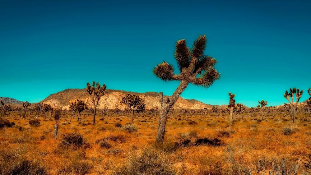 Desert Serenity Under a Clear Sky wallpaper