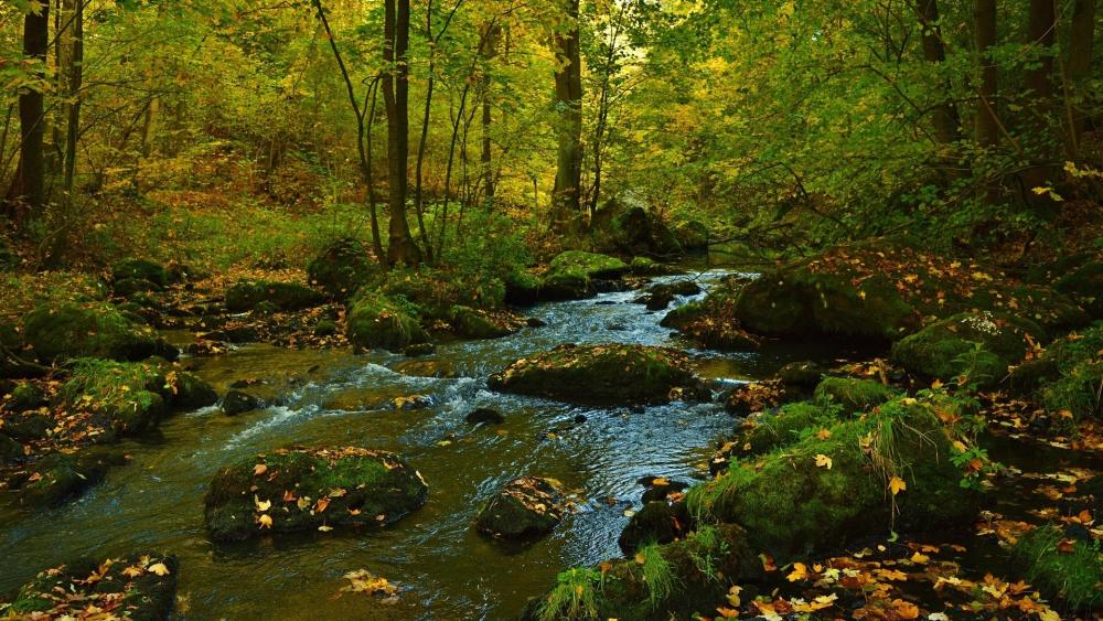 Tranquil Stream in Autumn Forest Scene wallpaper
