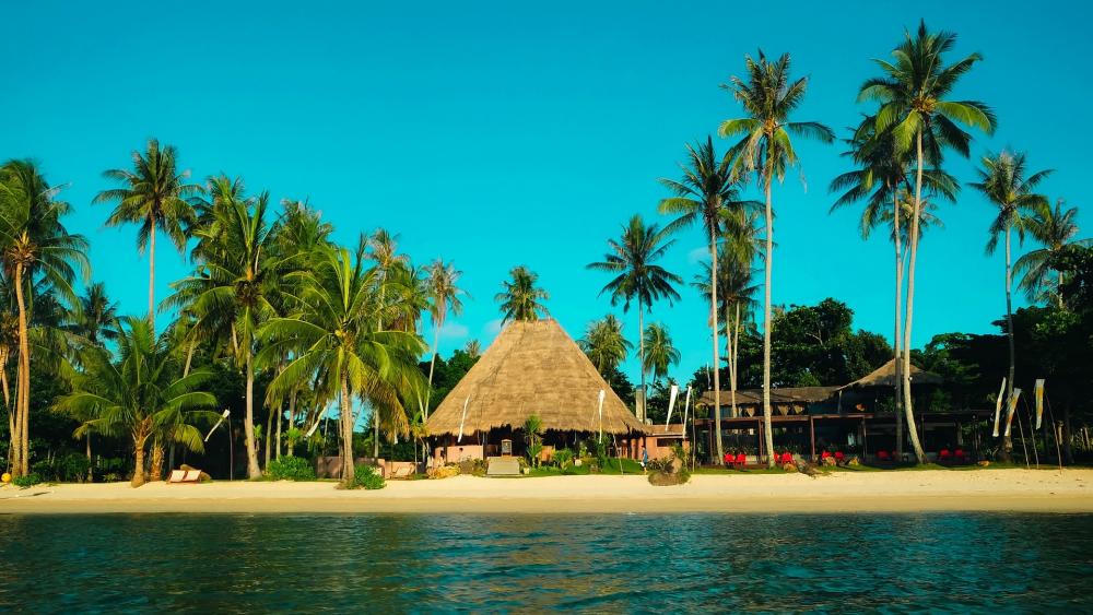 Tropical Paradise on a Serene Beach wallpaper