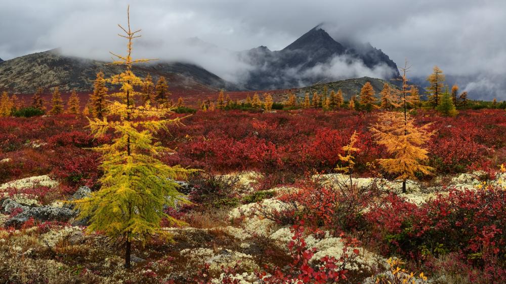 Wallpaper from nature category