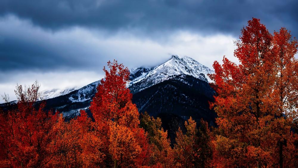 Crimson Foliage Against Snow-Capped Peaks wallpaper
