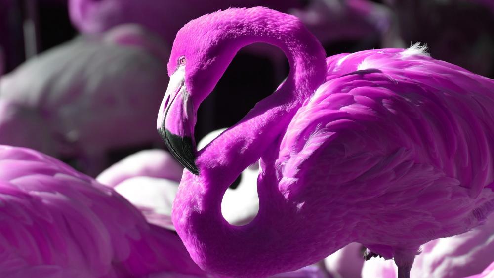 Purple flamingo wallpaper