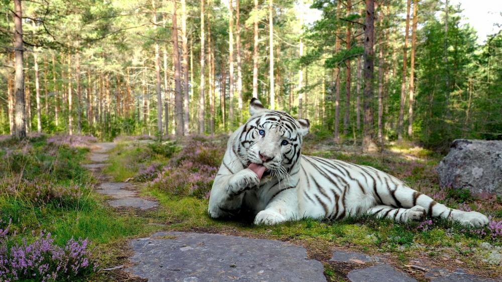 Siberian tiger wallpaper