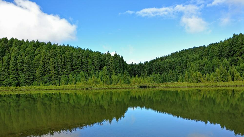 Serene Reflection in a Lush Forest Lake wallpaper