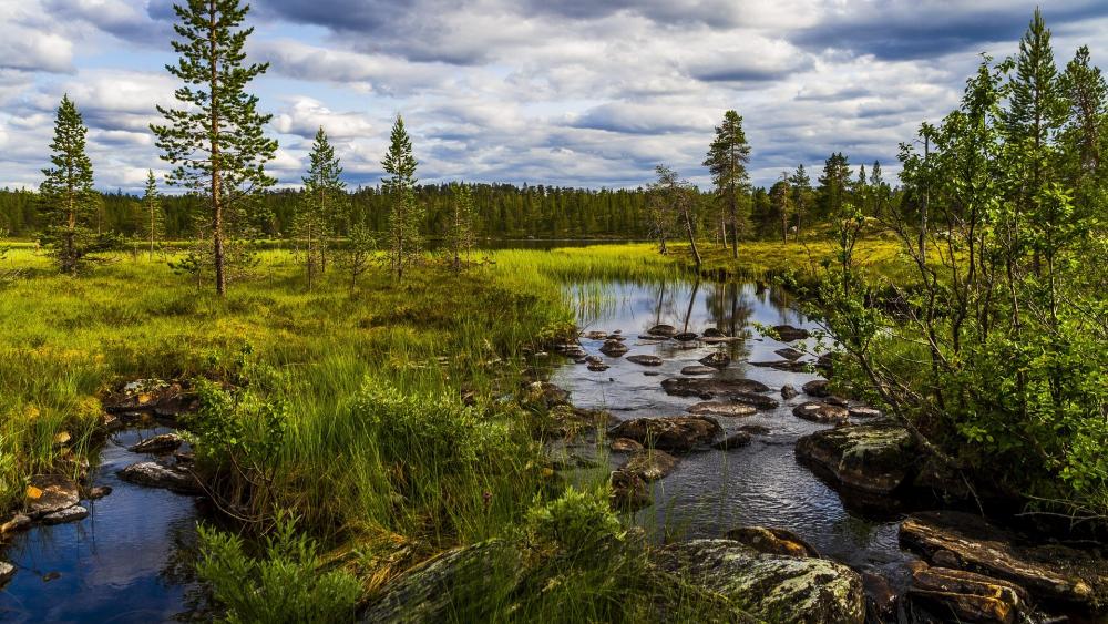 Serene River Amidst Lush Greenery and Stones wallpaper