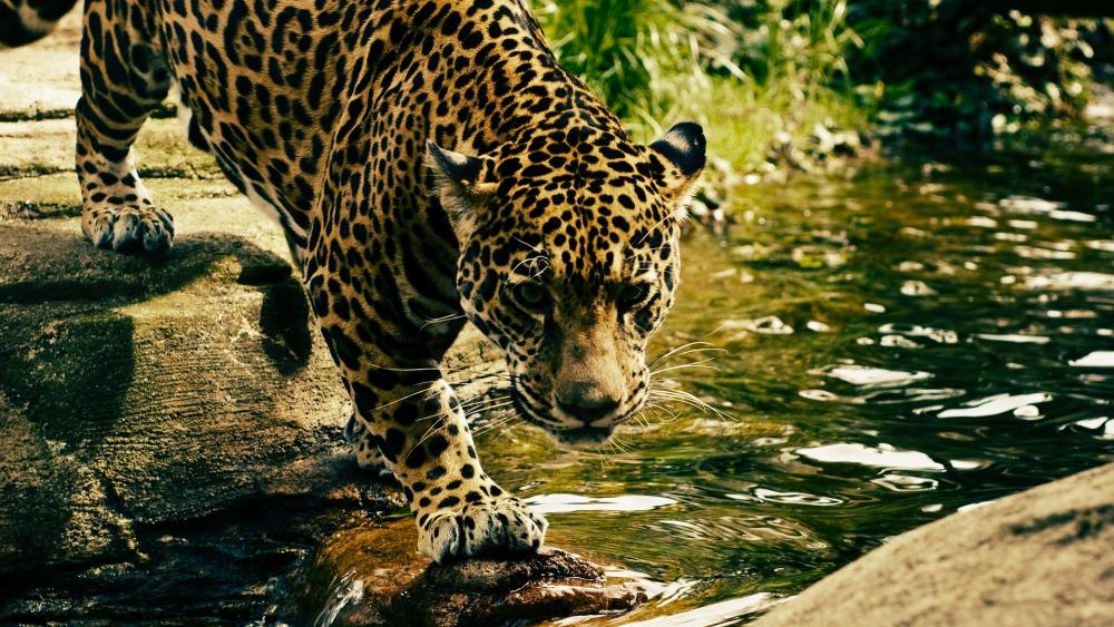 Majestic Jaguar Walking by Water wallpaper