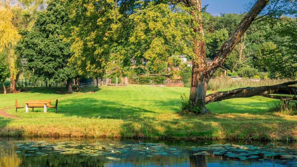 Serene Nature Scene by the Water wallpaper