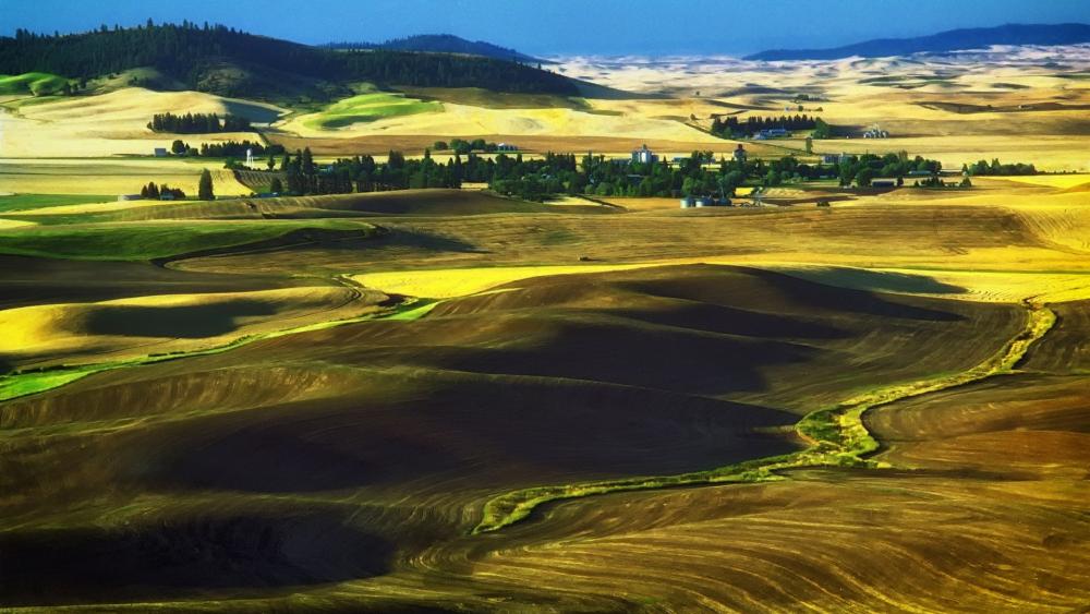 Golden Fields Under a Clear Sky wallpaper