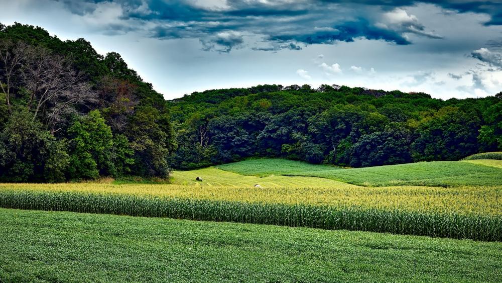 Lush Green Fields Under a Dramatic Sky wallpaper