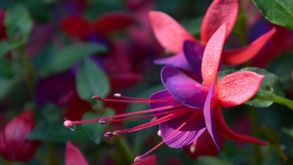 Vibrant Fuchsia Blossoms in Bloom wallpaper