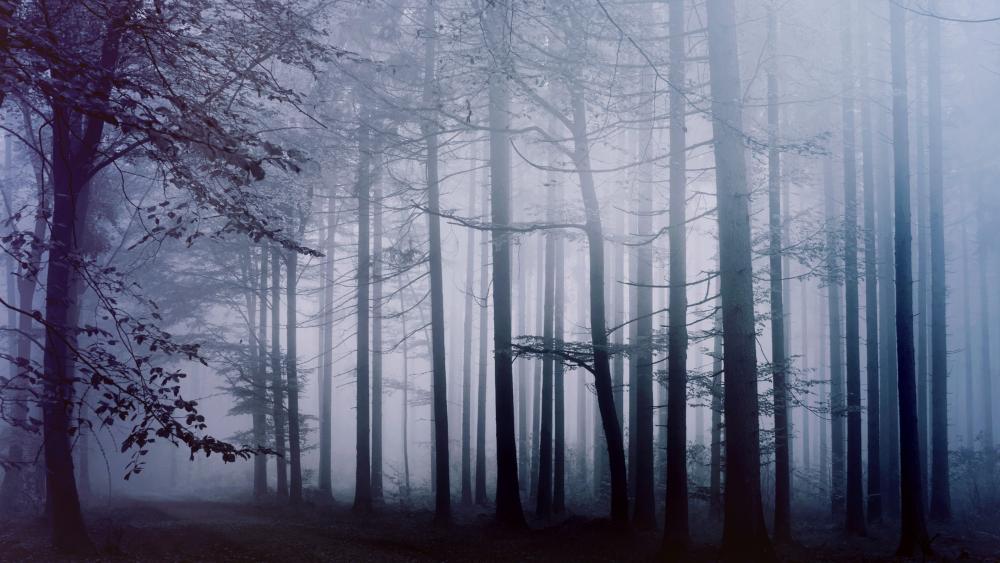 Misty Enchantment in the Forest wallpaper