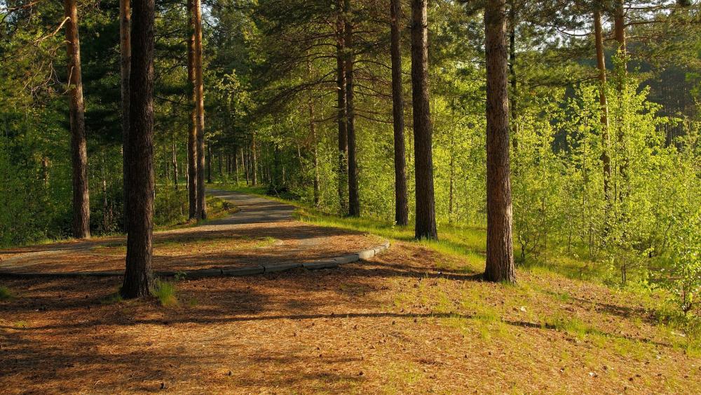 Serene Forest Pathway Amidst Lush Greenery wallpaper