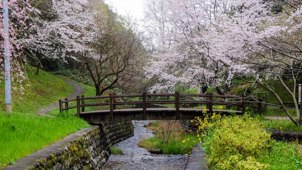 Wallpaper from nature category