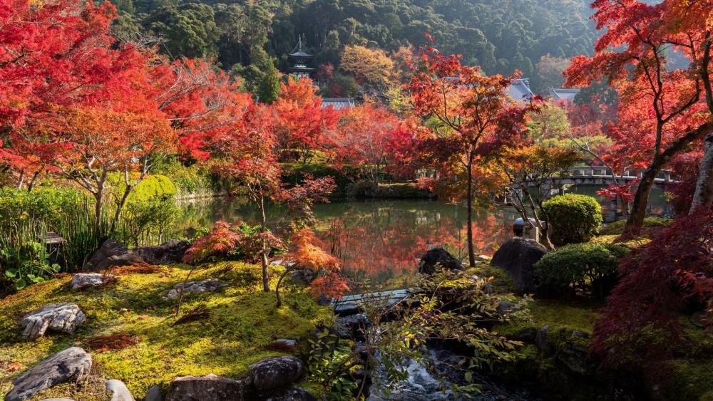 Autumn Serenity in a Tranquil Garden wallpaper