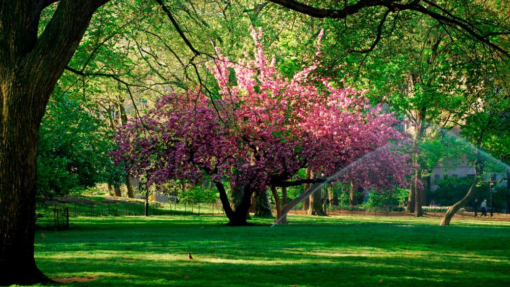 Blooming Beauty in Springtime Garden wallpaper