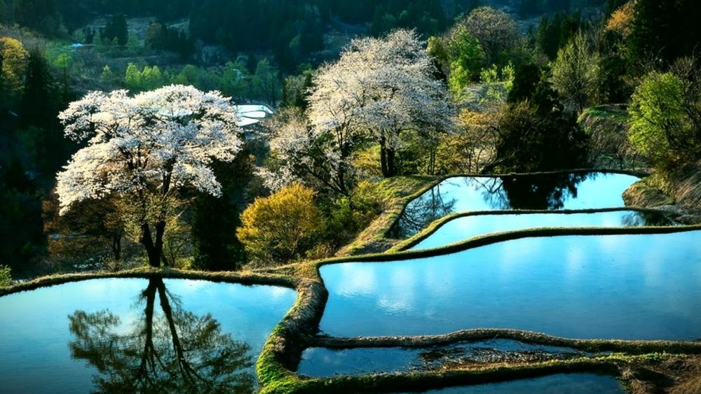 Serene Reflections of Nature's Beauty wallpaper