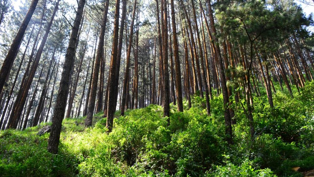 Serenity Among Tall Pines in Lush Greenery wallpaper