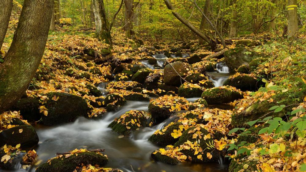 Wallpaper from nature category