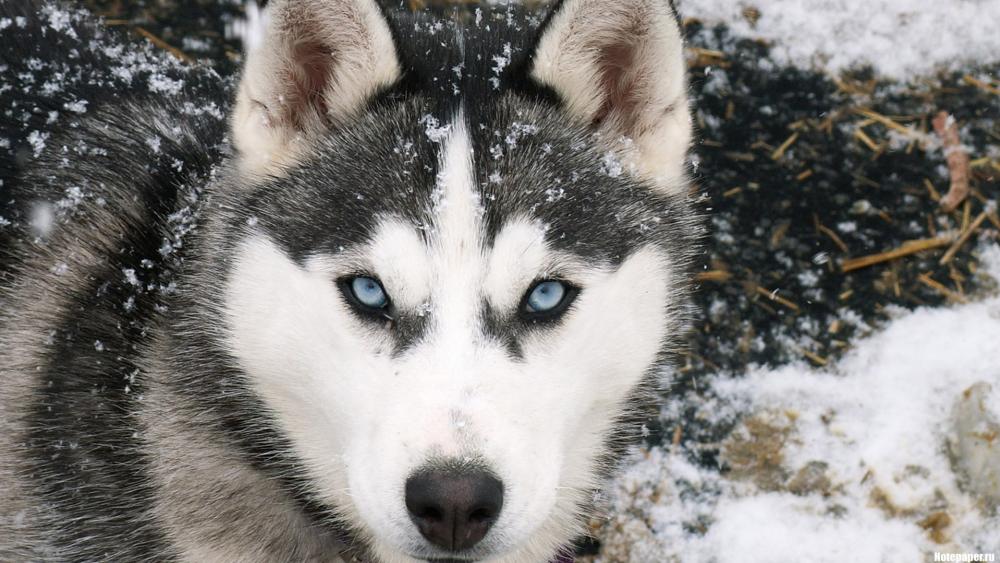 Wallpaper from animals category