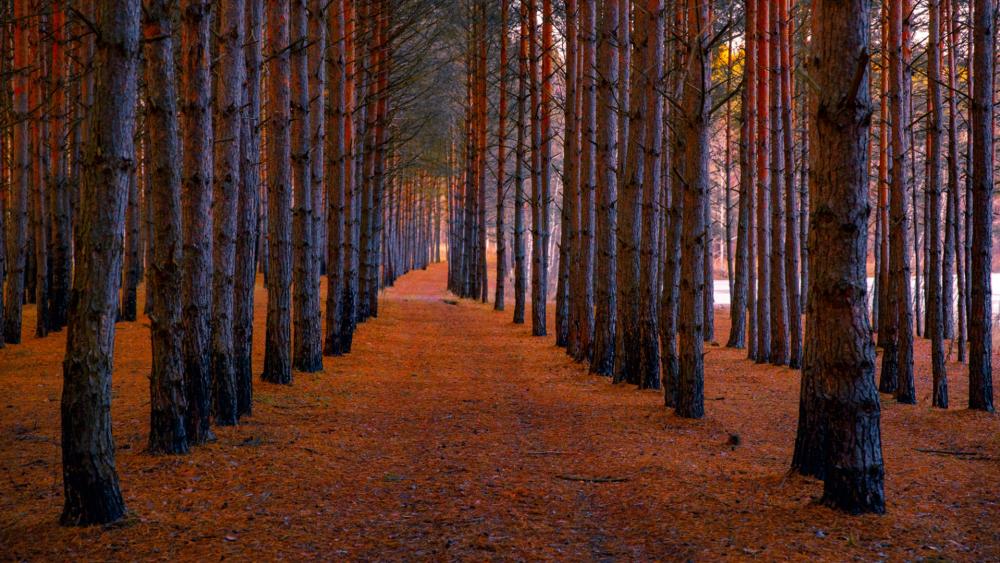 Serene Pathway Through Tall Pine Trees wallpaper