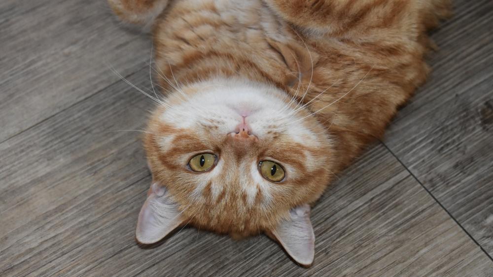 Playful Ginger Cat Lying on its Back wallpaper