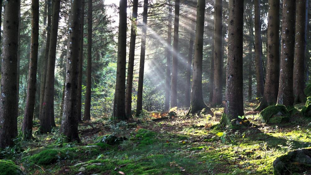 Enchanting Forest Light Play wallpaper