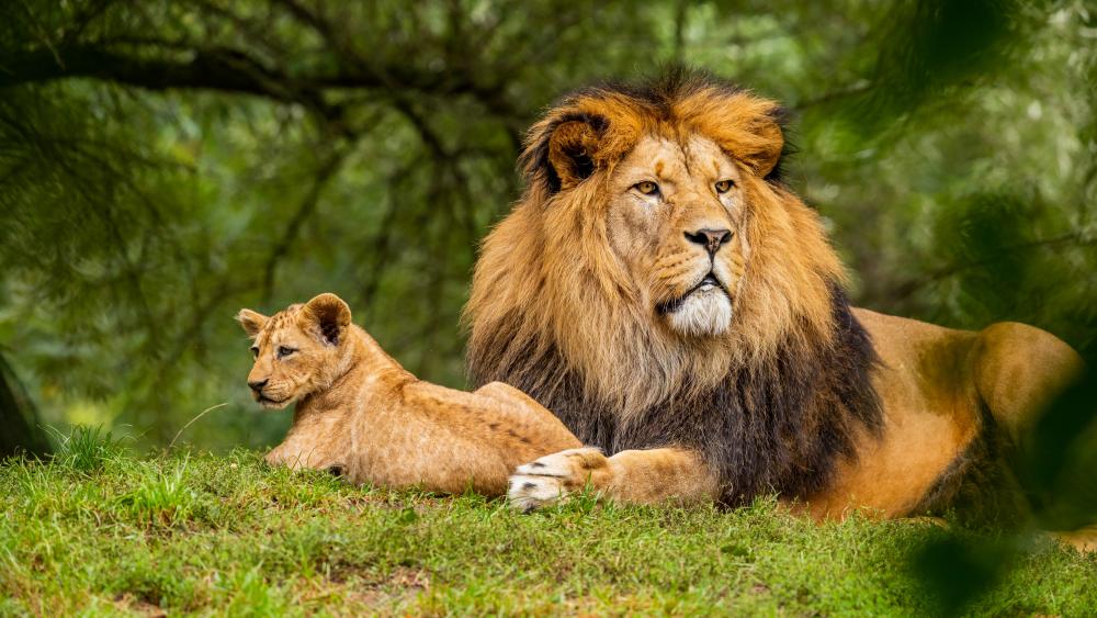 Majestic Lion and Cub Resting in Nature wallpaper