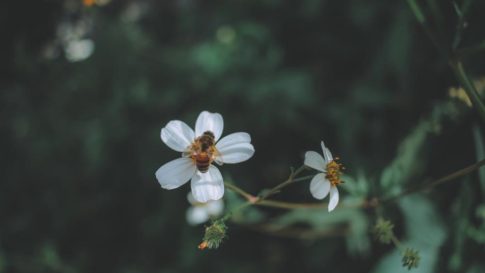 Bee and Flower wallpaper