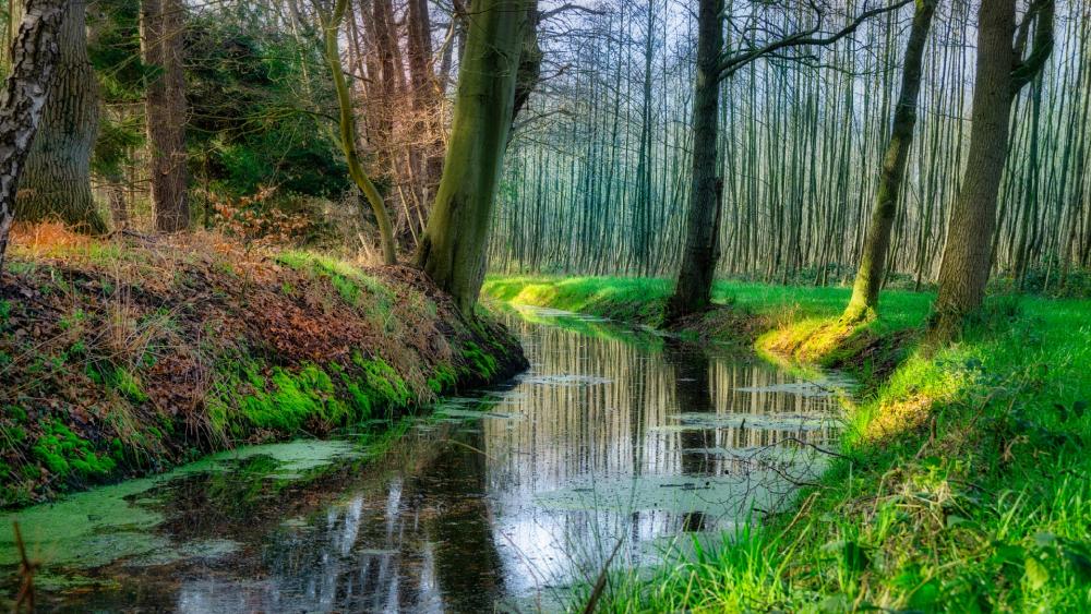 Tranquil Stream Surrounded by Lush Forests wallpaper