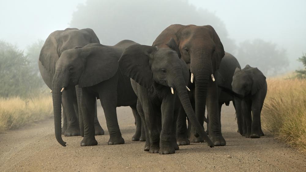 Majestic Elephants in a Misty Landscape wallpaper