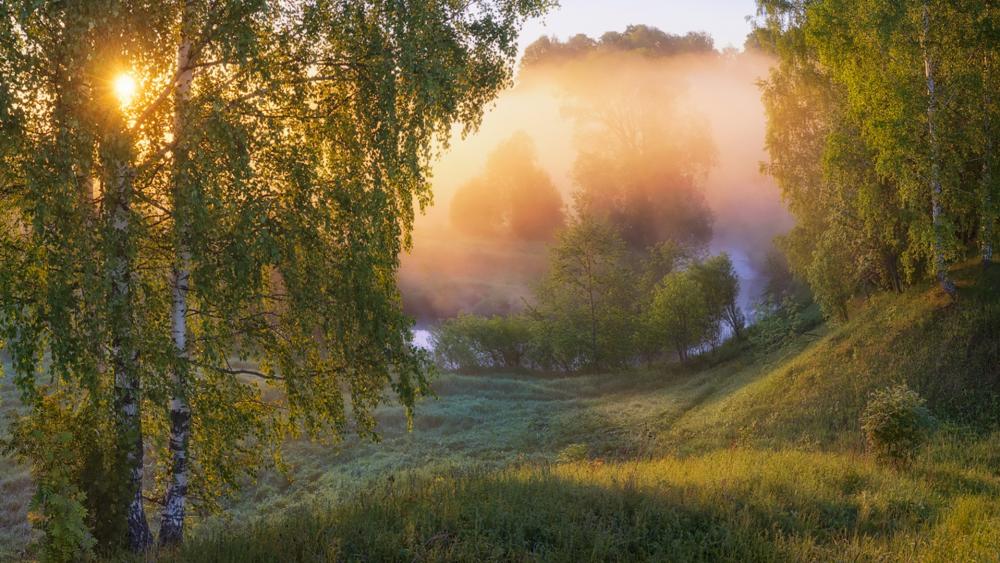 Morning Serenity in Misty Landscape wallpaper
