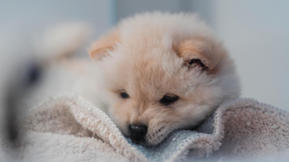 Fluffy Puppy Serenity wallpaper