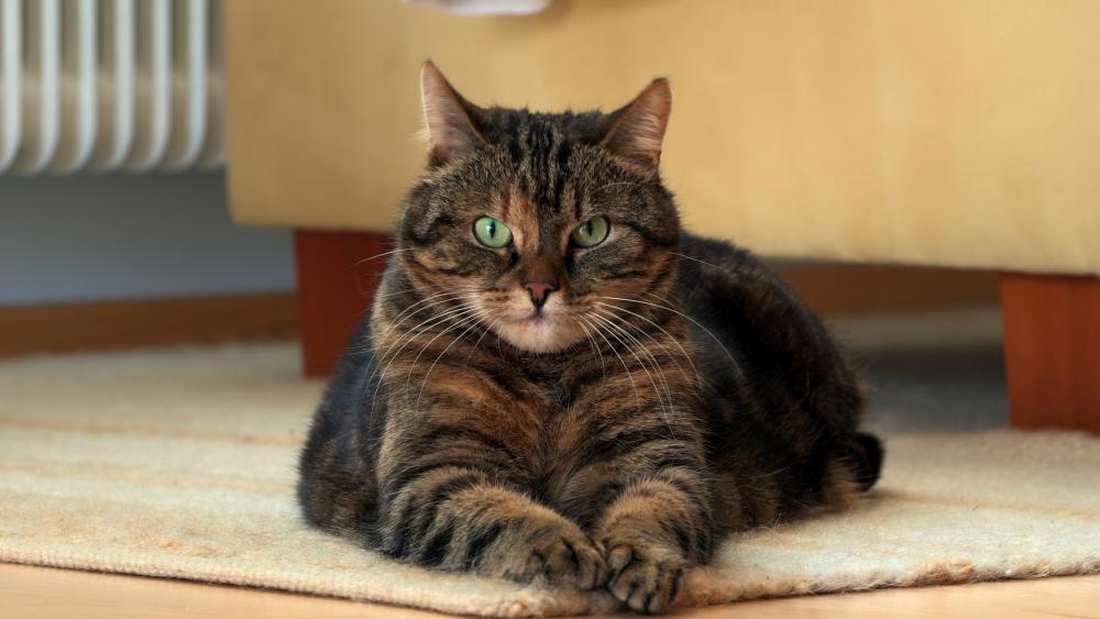 Calm Tabby Cat on a Cozy Carpet wallpaper