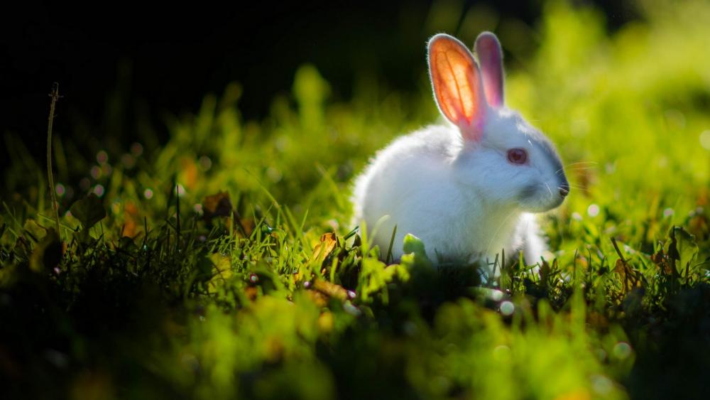 Rabbit in the grass wallpaper