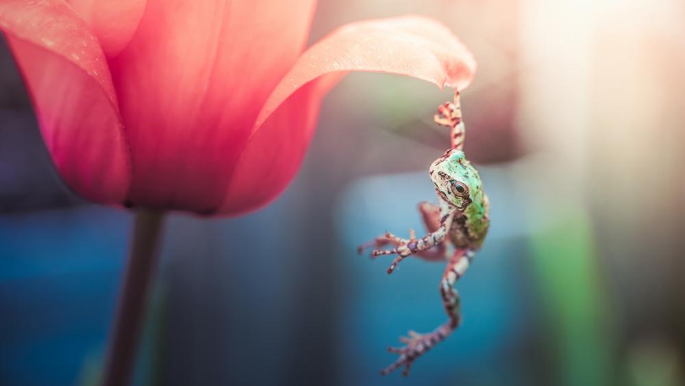 Frog hanging on a tulip wallpaper