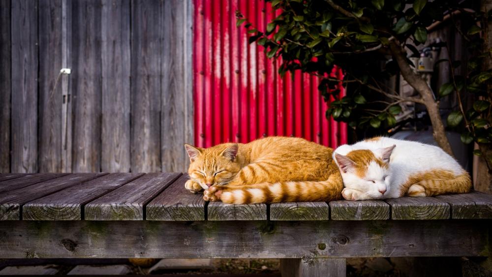 Cozy Cats Napping Together wallpaper