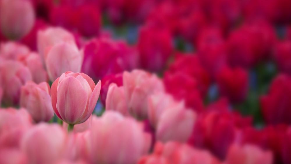 Pink tulips wallpaper