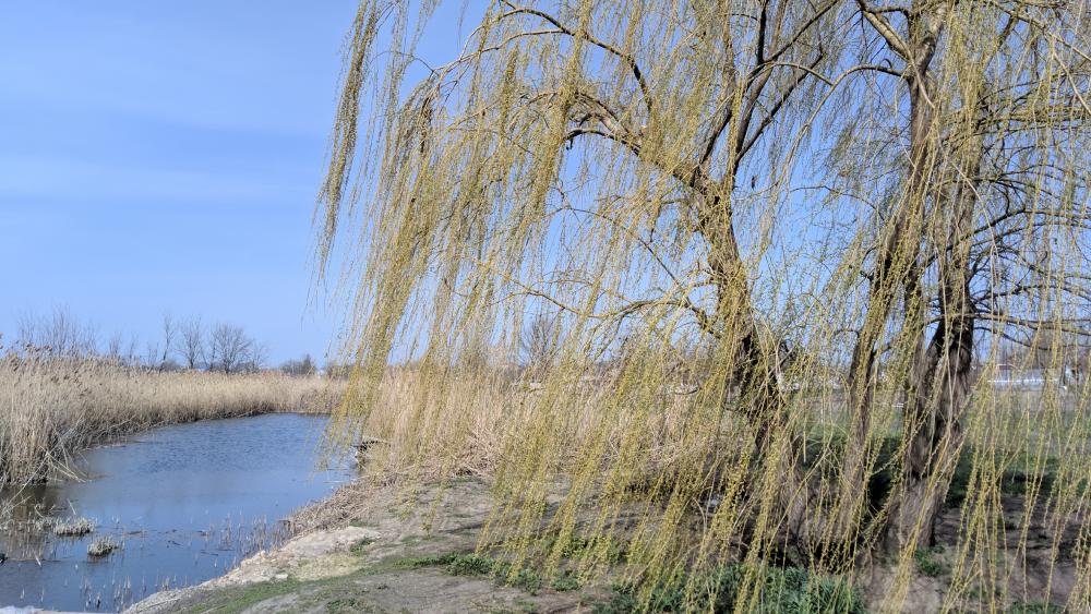 Peaceful Willow by a Serene Waterway wallpaper