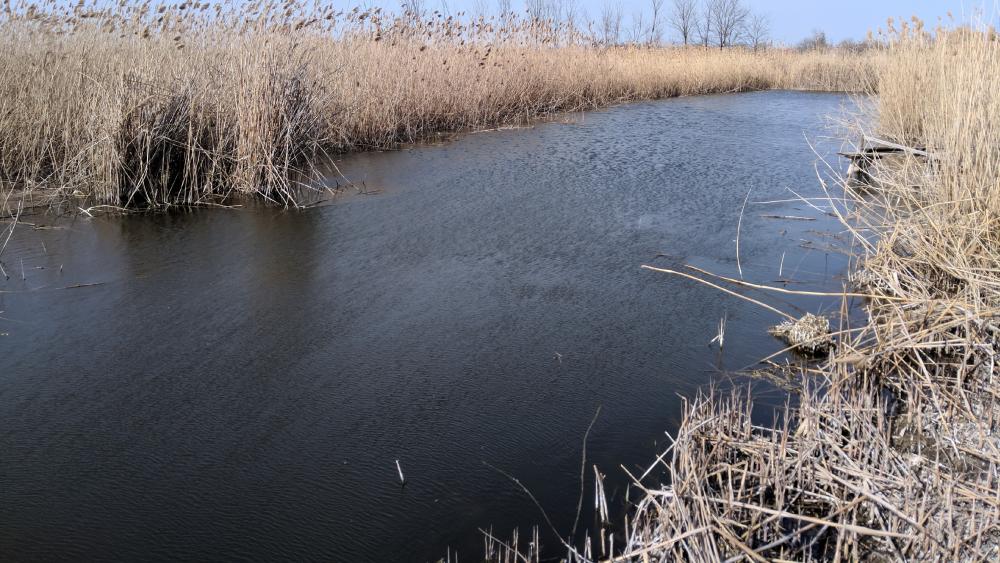 Tranquil Waterway Surrounded by Tall Reeds and Grass wallpaper
