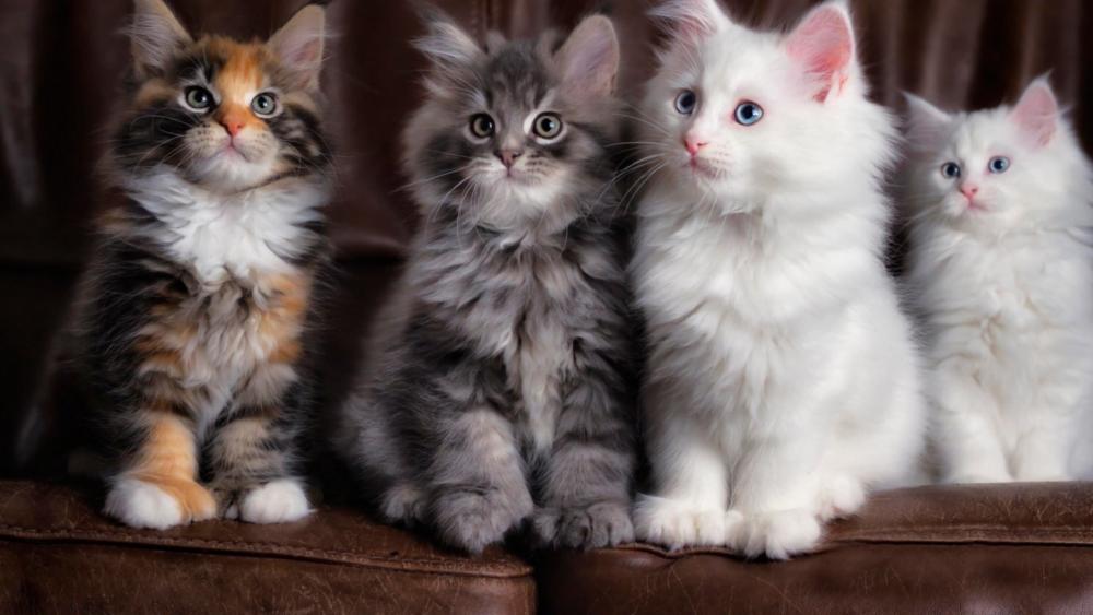 Adorable Quartet of Fluffy Kittens wallpaper