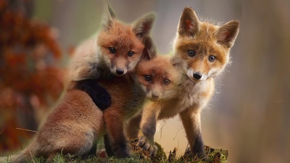 Fox cubs wallpaper