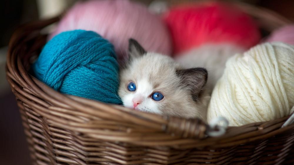 Cozy Kitten Among Colorful Yarn Balls wallpaper