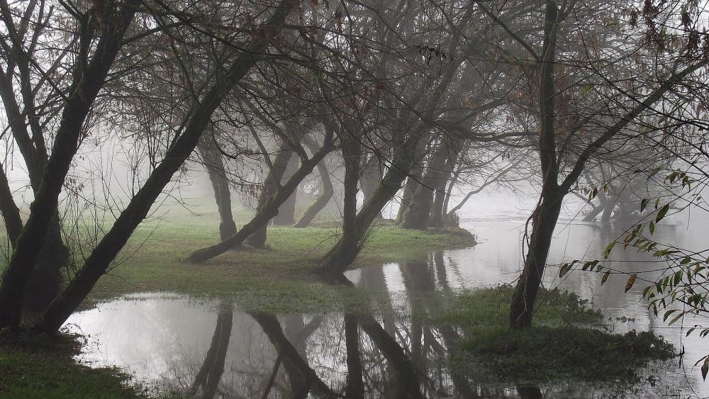 Misty Forest Reflection in Tranquil Waters wallpaper