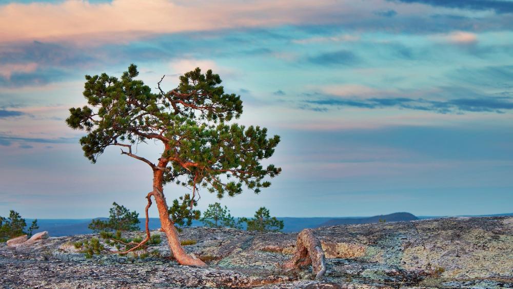 Serene Solitude in Nature's Embrace wallpaper