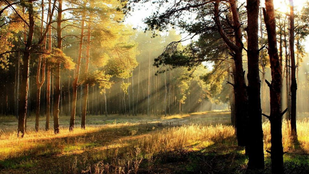 Golden Rays Through the Forest wallpaper