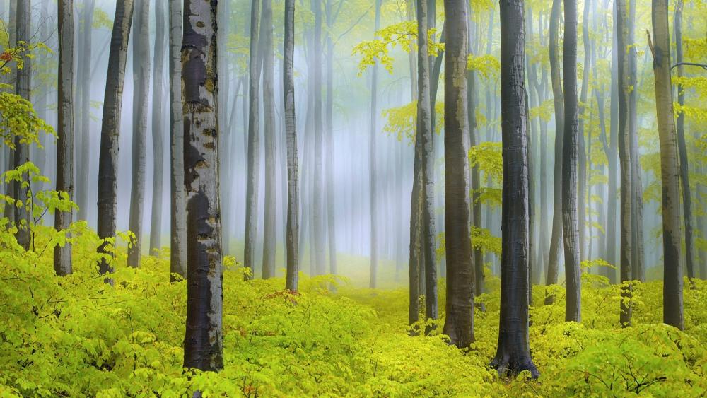 Serene Misty Forest in Autumn Hues wallpaper