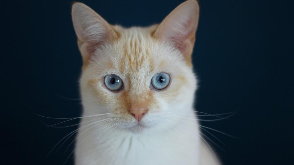 Charming Blue-Eyed Cat Wallpaper wallpaper